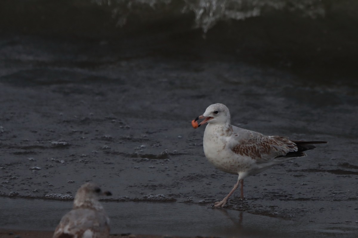 Ring-billed Gull - Jude Szabo