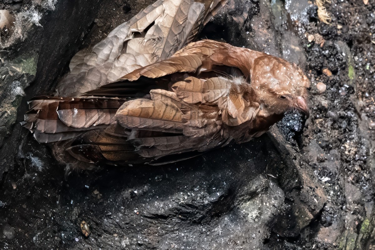 Oilbird - ML623963822