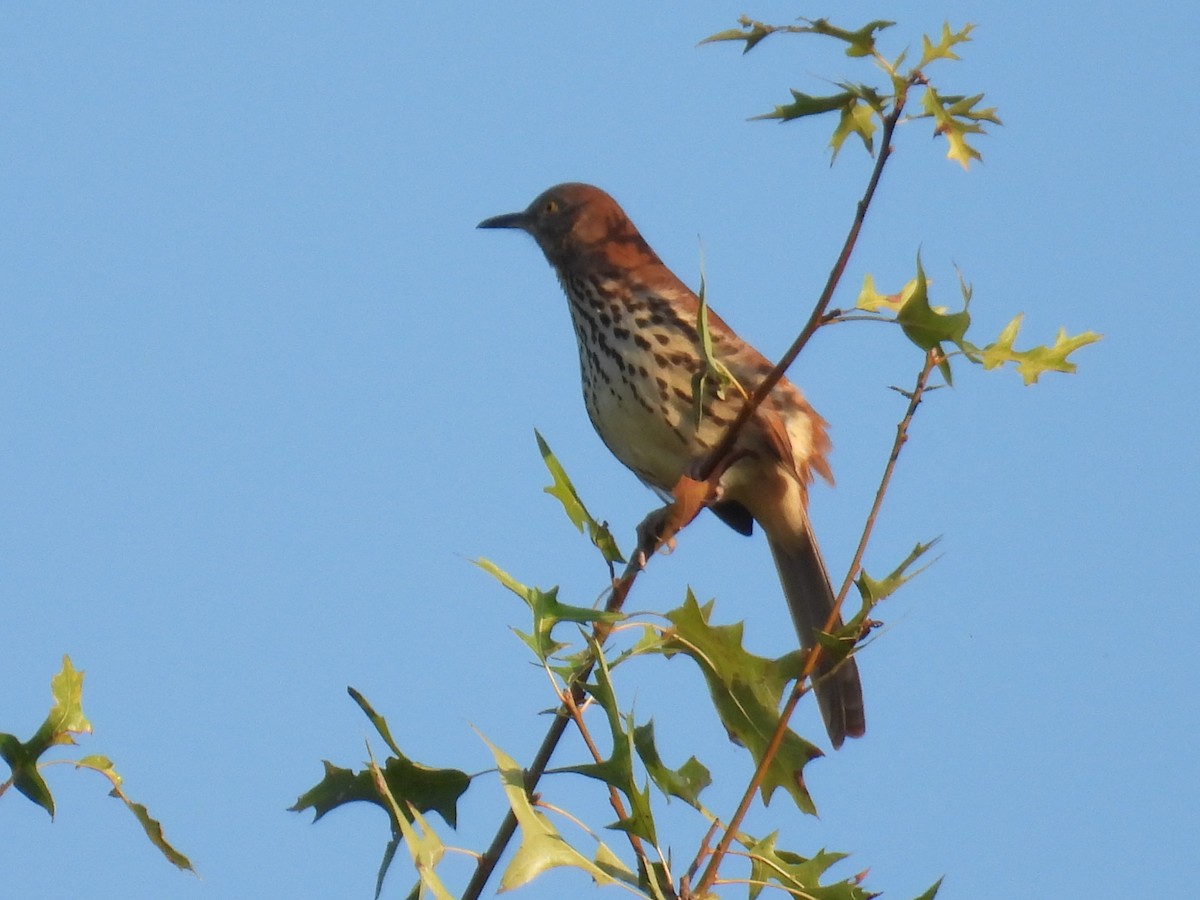 Brown Thrasher - Nancy T