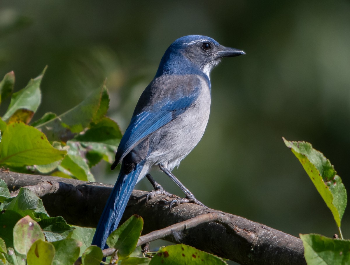 California Scrub-Jay - ML623963827