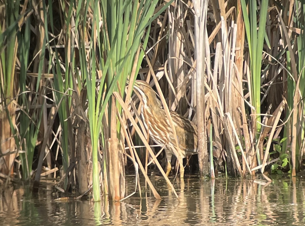 American Bittern - Molly Herrmann