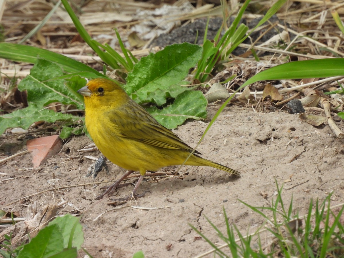 Saffron Finch - ML623963854