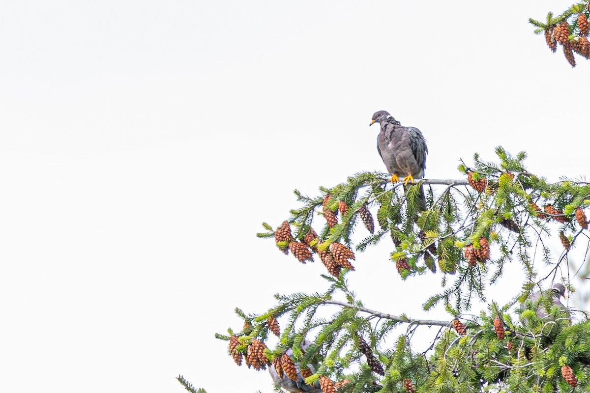 Band-tailed Pigeon - ML623963874