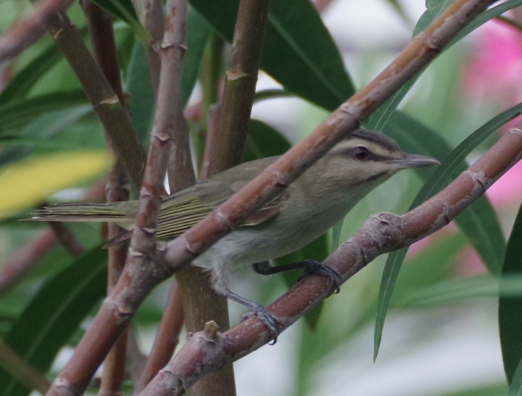 Black-whiskered Vireo - ML623963896