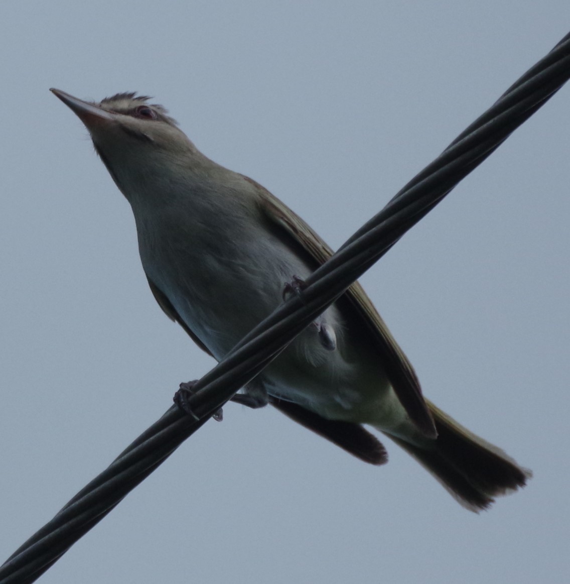 Black-whiskered Vireo - ML623963897