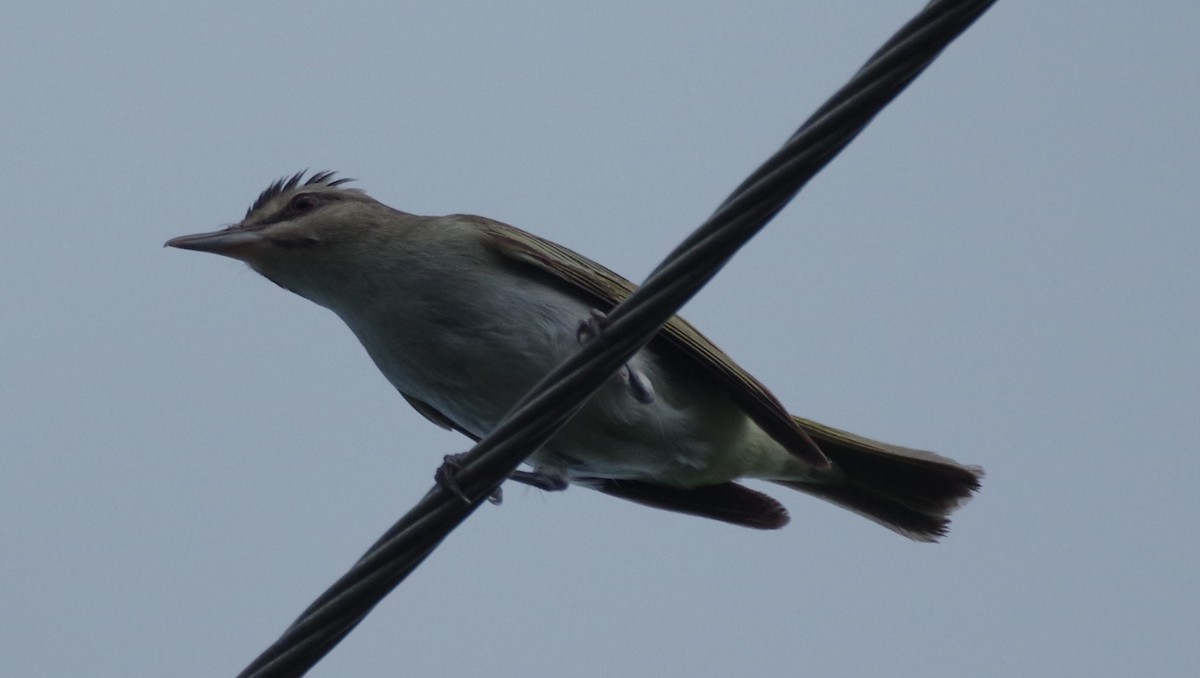 Black-whiskered Vireo - ML623963898