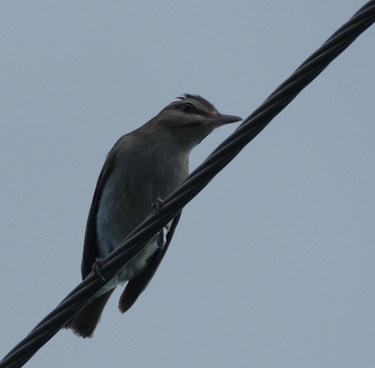 Black-whiskered Vireo - ML623963899