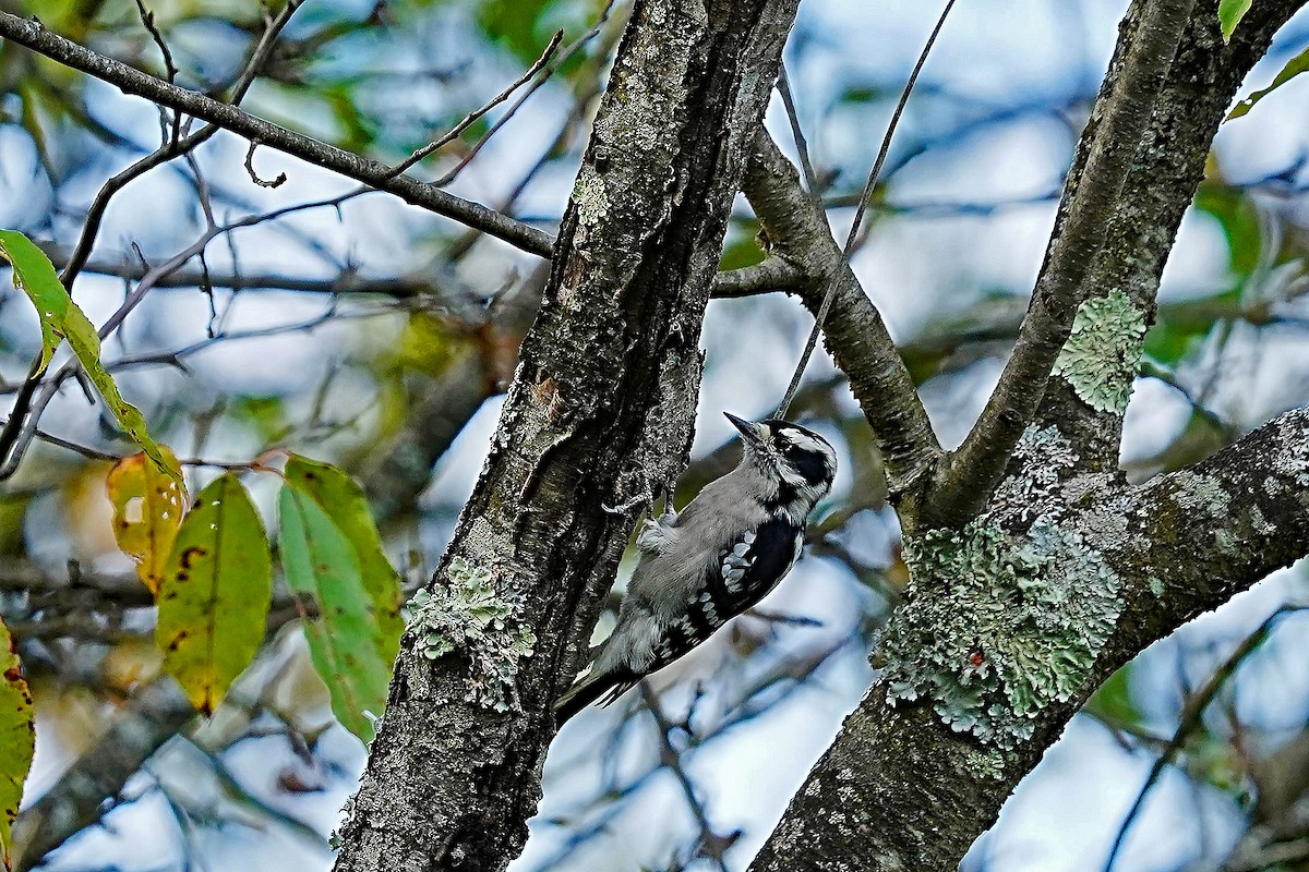 Downy Woodpecker - ML623963904