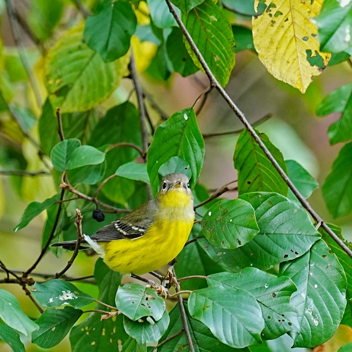 Magnolia Warbler - leonard blass