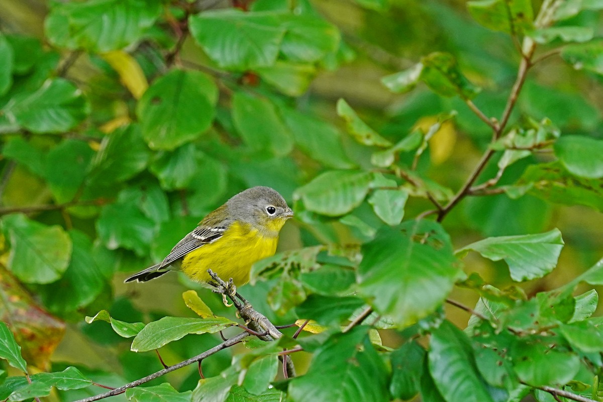 Magnolia Warbler - leonard blass