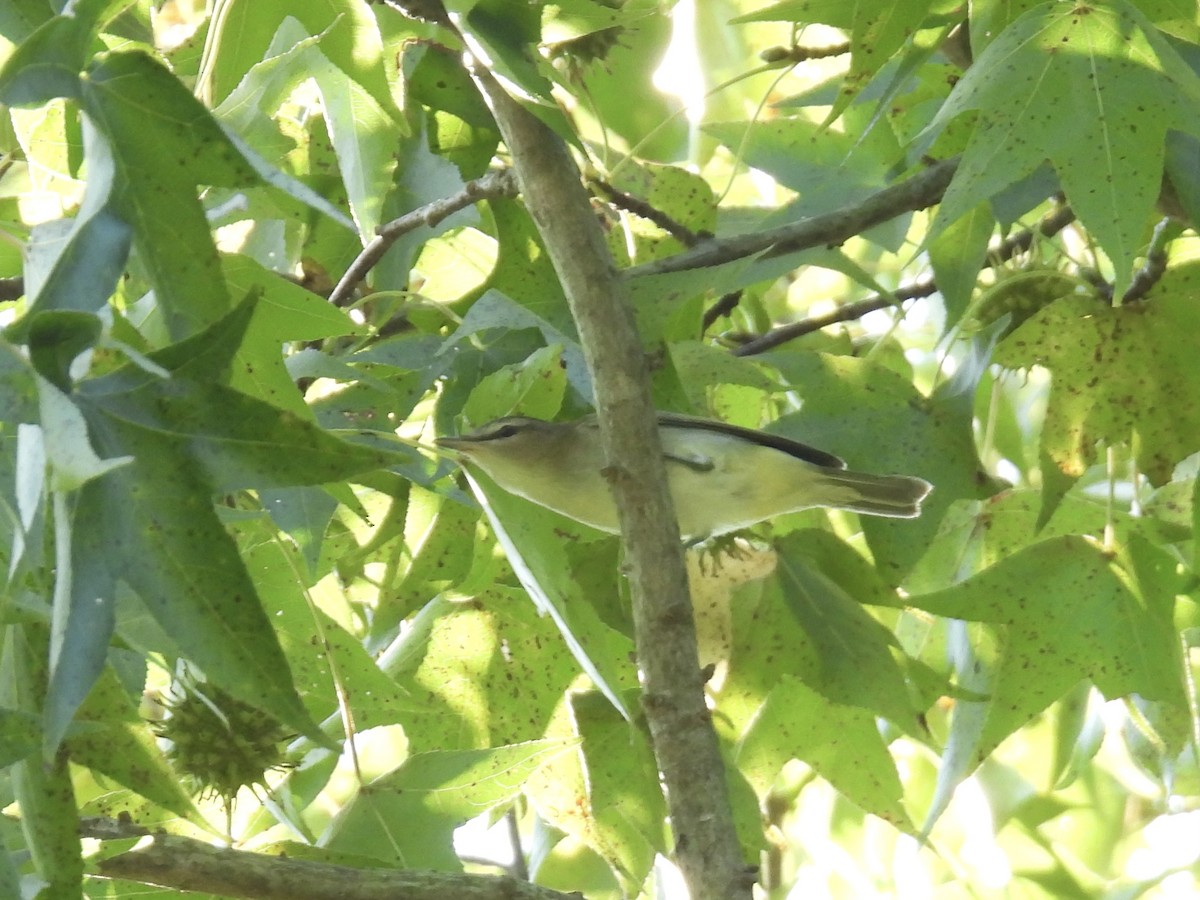 Red-eyed Vireo - ML623963947