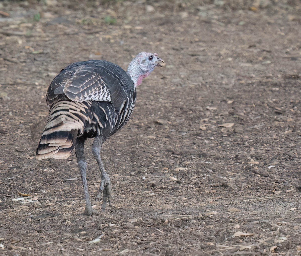 Guajolote Gallipavo - ML623963957