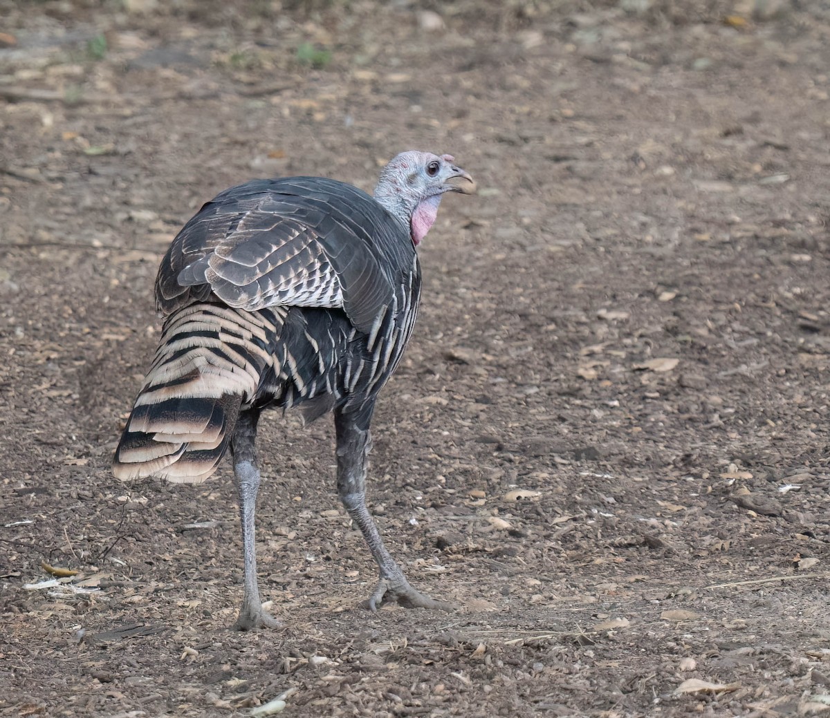 Guajolote Gallipavo - ML623963961