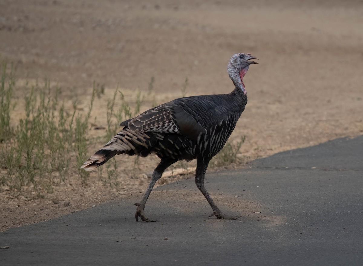 Wild Turkey - Bob Foehring