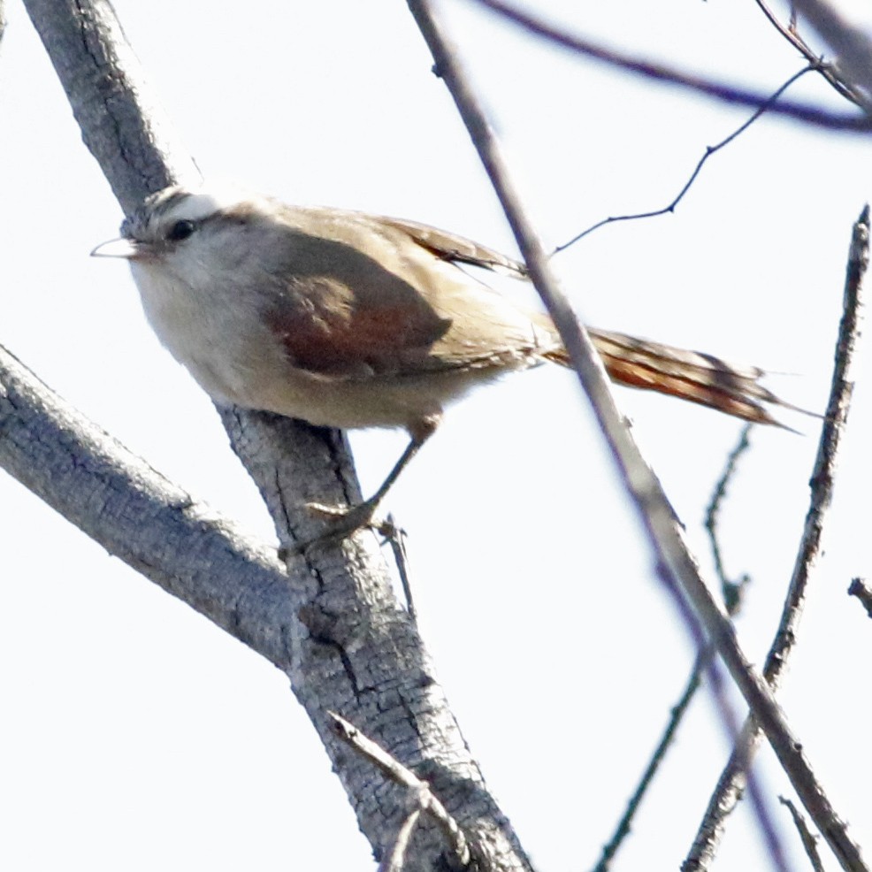 Stripe-crowned Spinetail - ML623963965