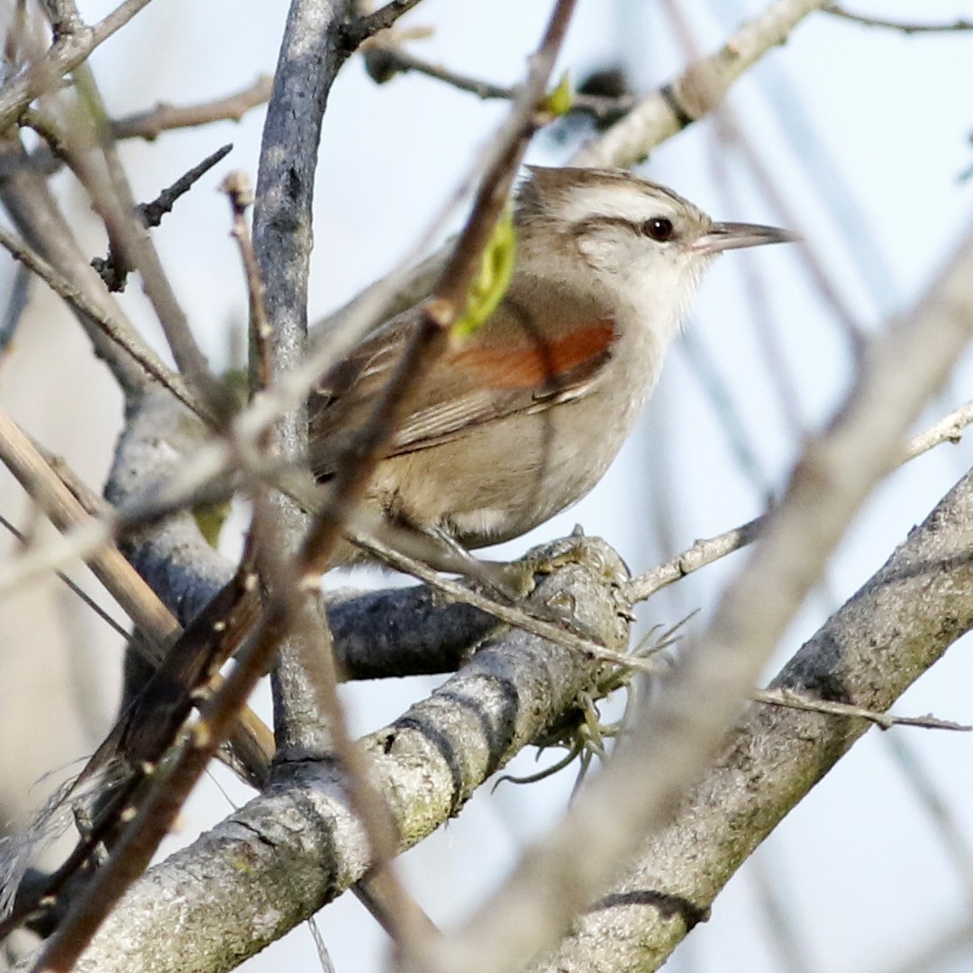 Stripe-crowned Spinetail - ML623963966