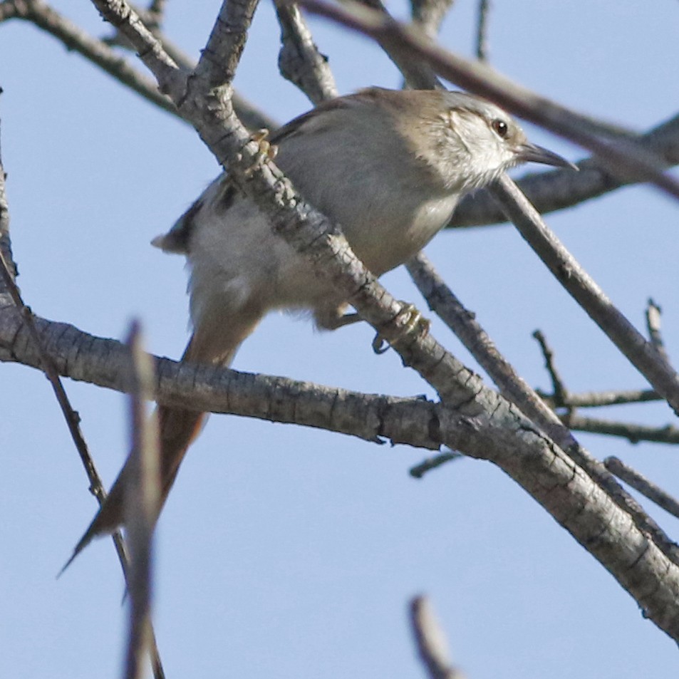 Stripe-crowned Spinetail - ML623963967