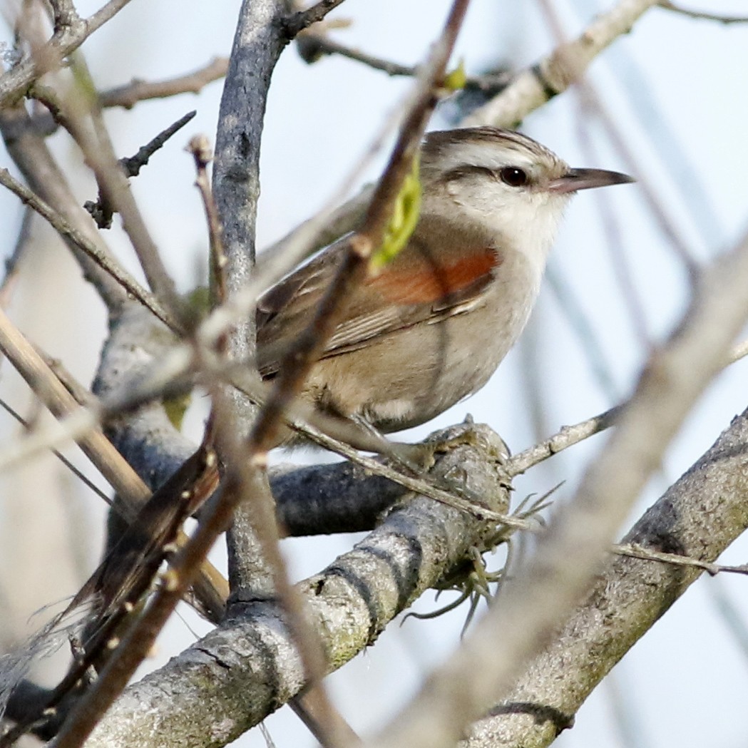 Stripe-crowned Spinetail - ML623963968