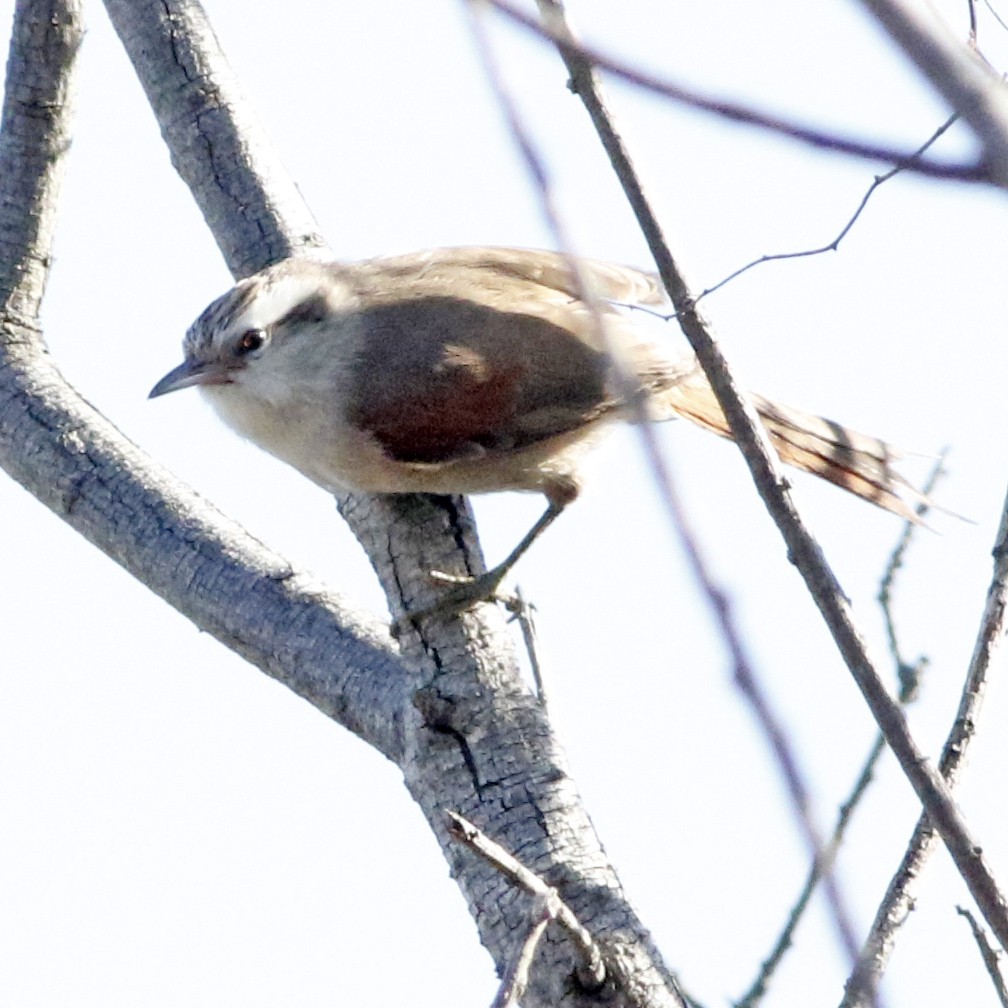 Stripe-crowned Spinetail - ML623963969