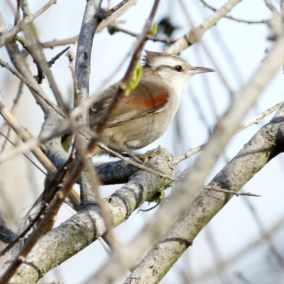 Stripe-crowned Spinetail - ML623963970