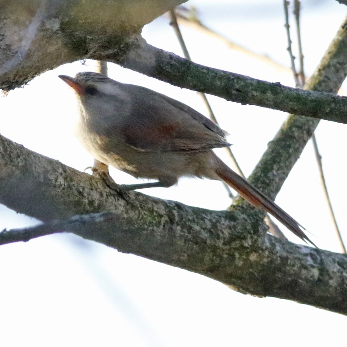 Stripe-crowned Spinetail - J. Simón Tagtachian