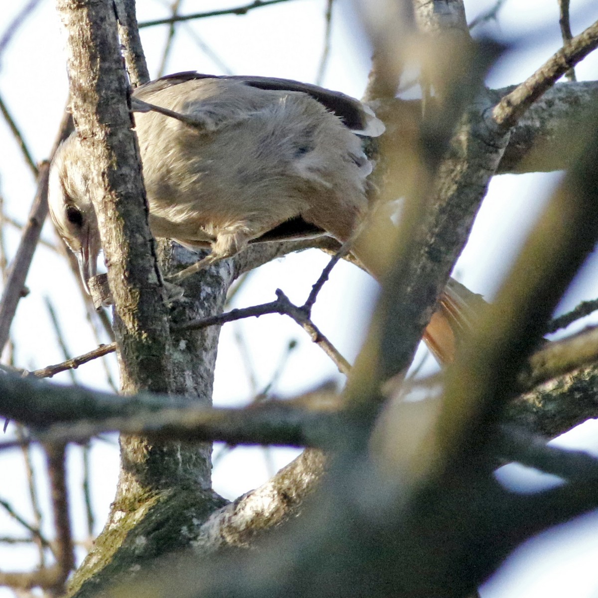 Stripe-crowned Spinetail - ML623963972