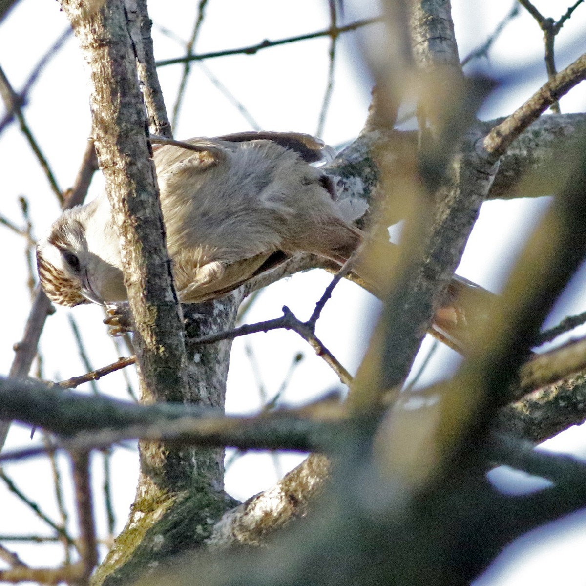 Stripe-crowned Spinetail - ML623963973