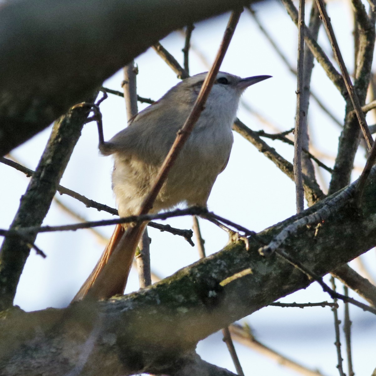 Stripe-crowned Spinetail - ML623963975