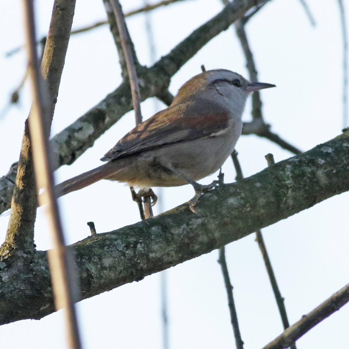 Stripe-crowned Spinetail - ML623963976