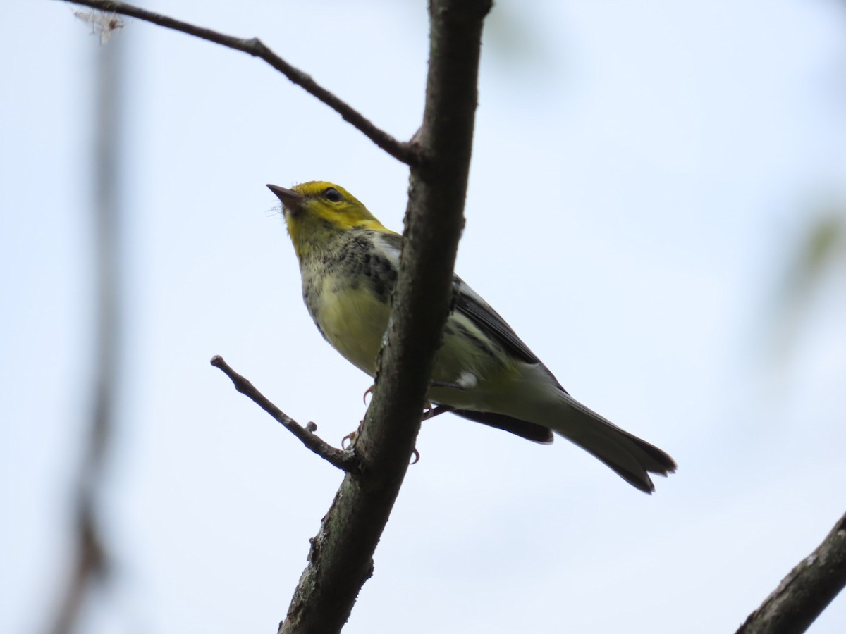 Black-throated Green Warbler - Tania Mohacsi