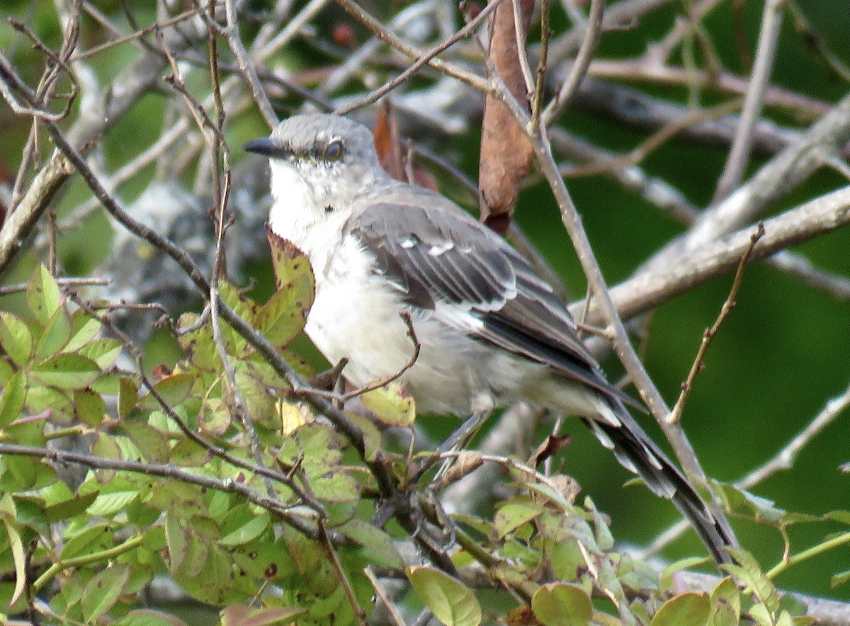 Northern Mockingbird - ML623963997