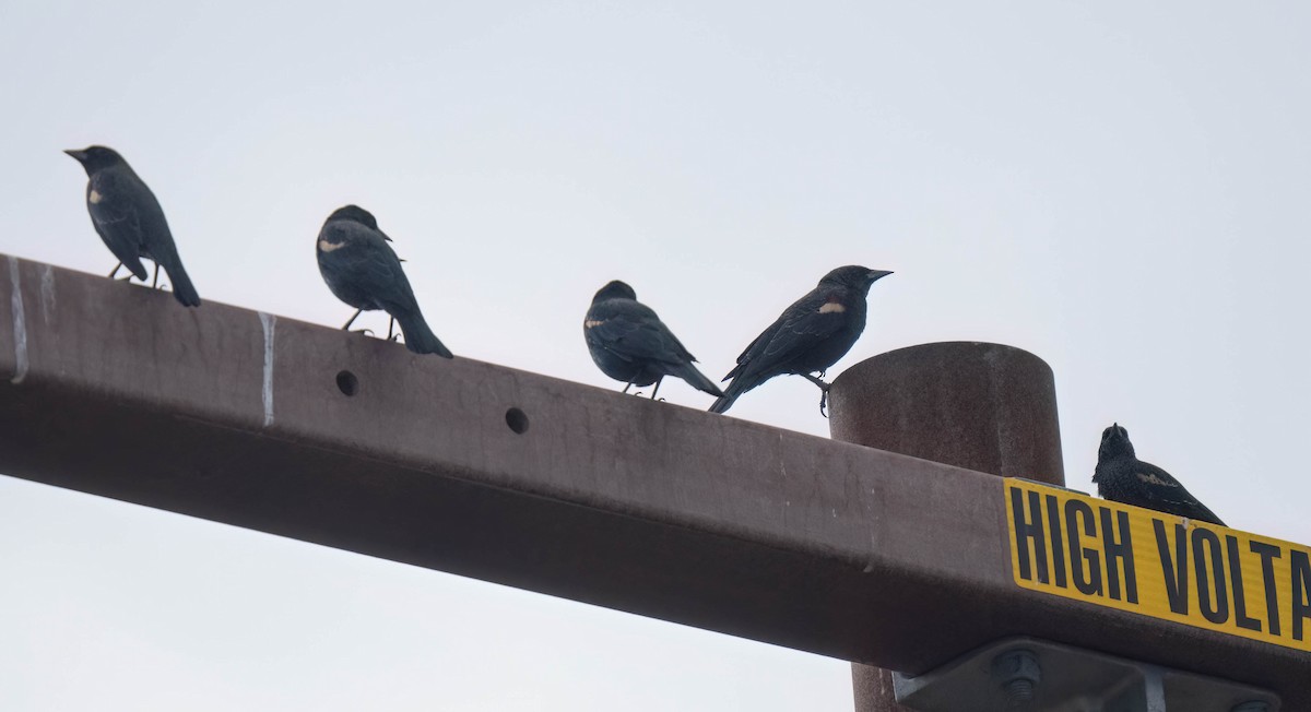 Tricolored Blackbird - ML623963998