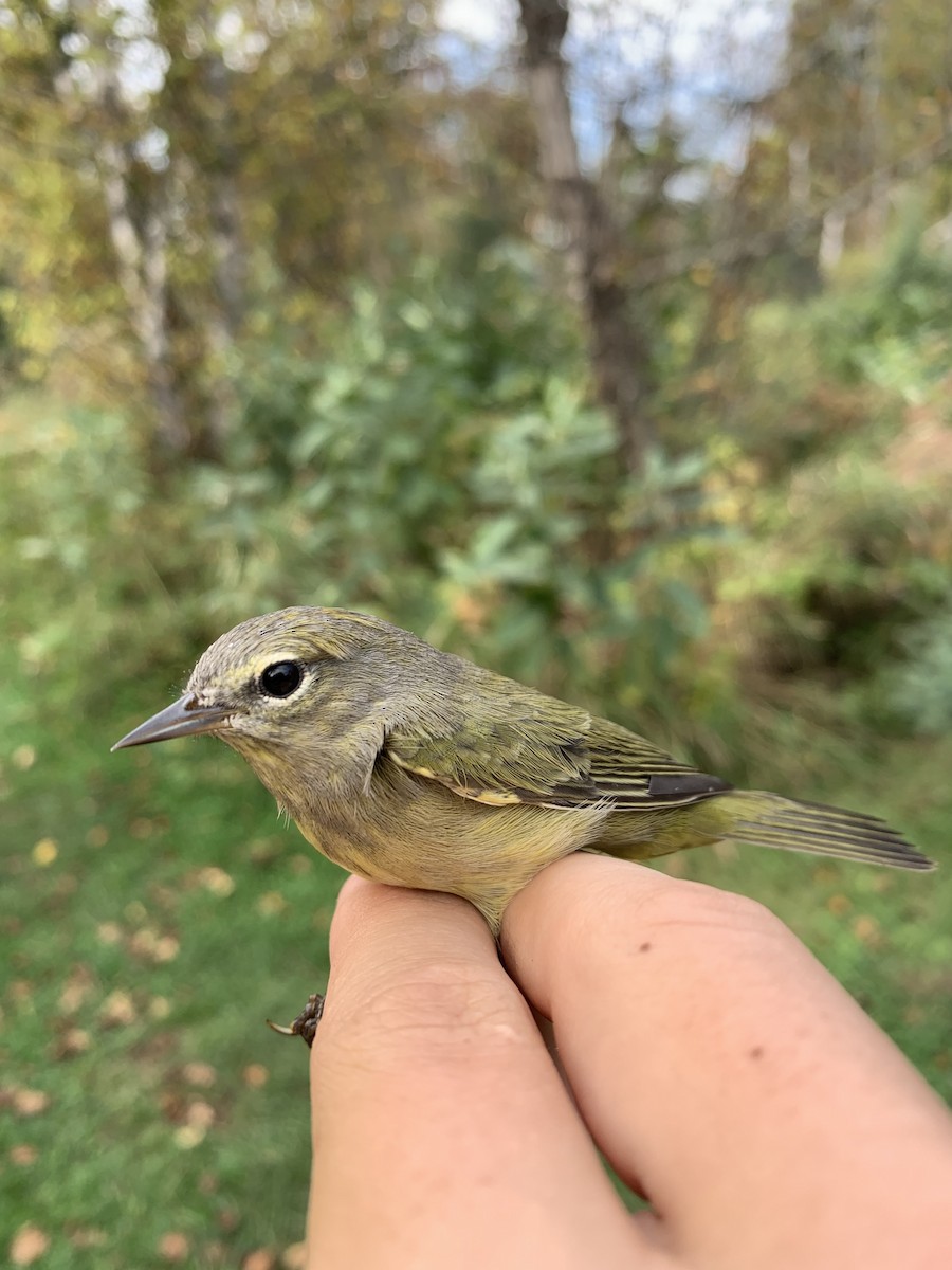 Orange-crowned Warbler - ML623964003