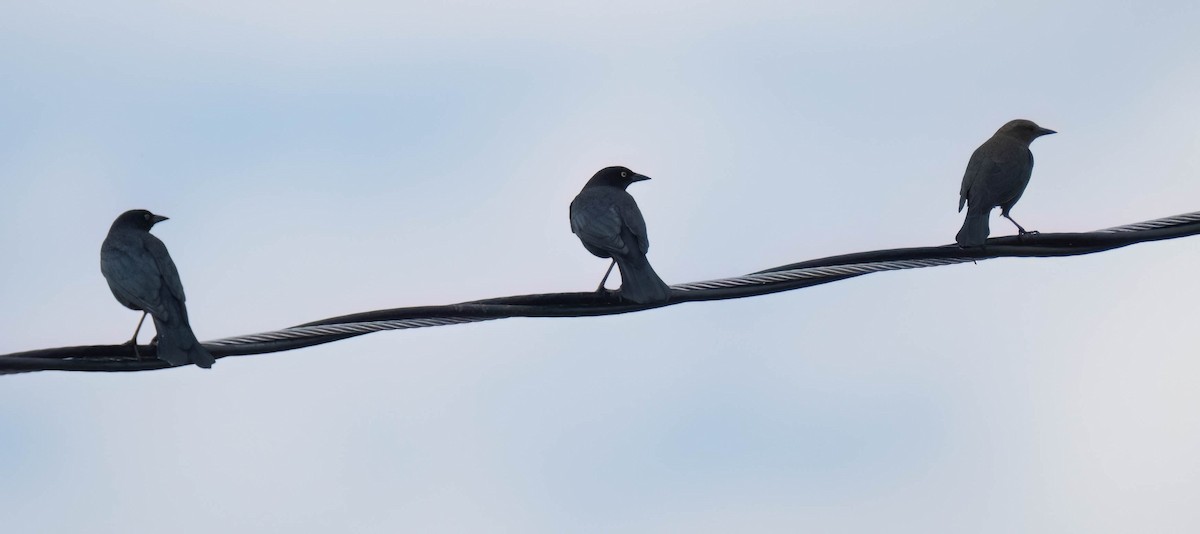 Brewer's Blackbird - ML623964007