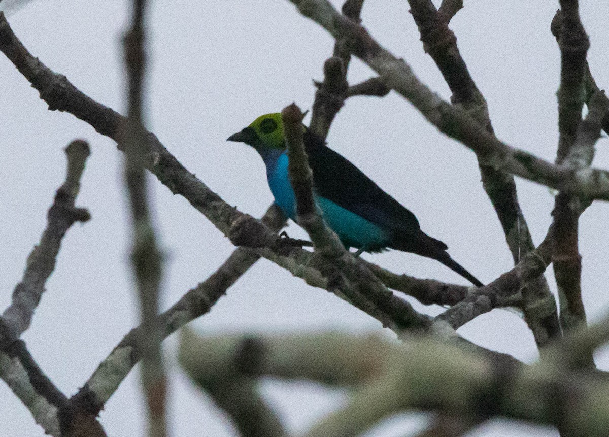 Paradise Tanager - Chris George