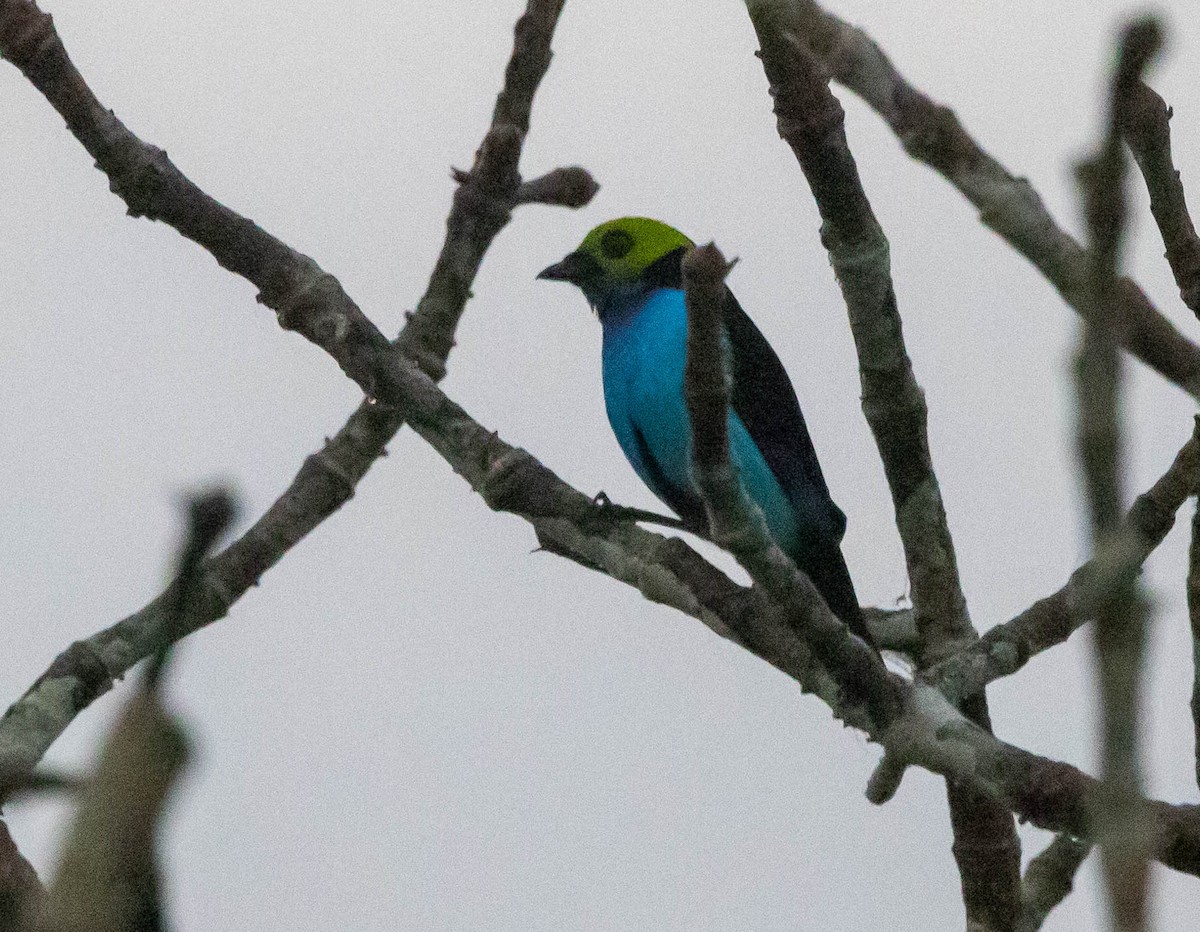 Paradise Tanager - Chris George