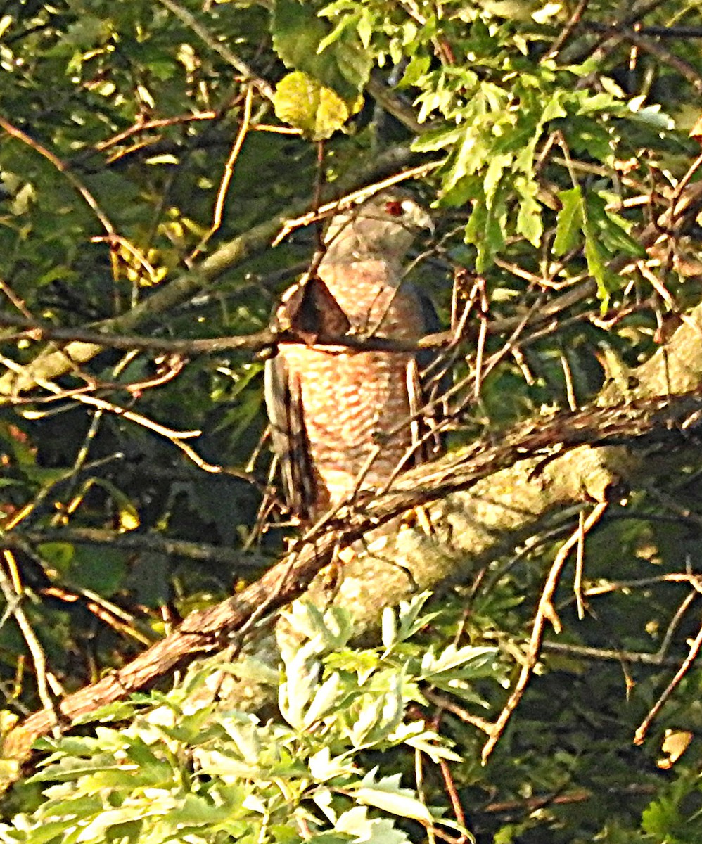 Red-shouldered Hawk - ML623964012