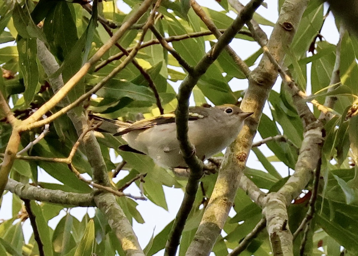 Chestnut-sided Warbler - ML623964015