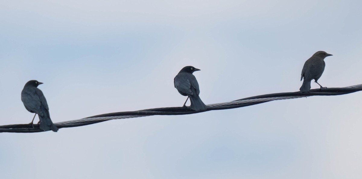 Brewer's Blackbird - ML623964016