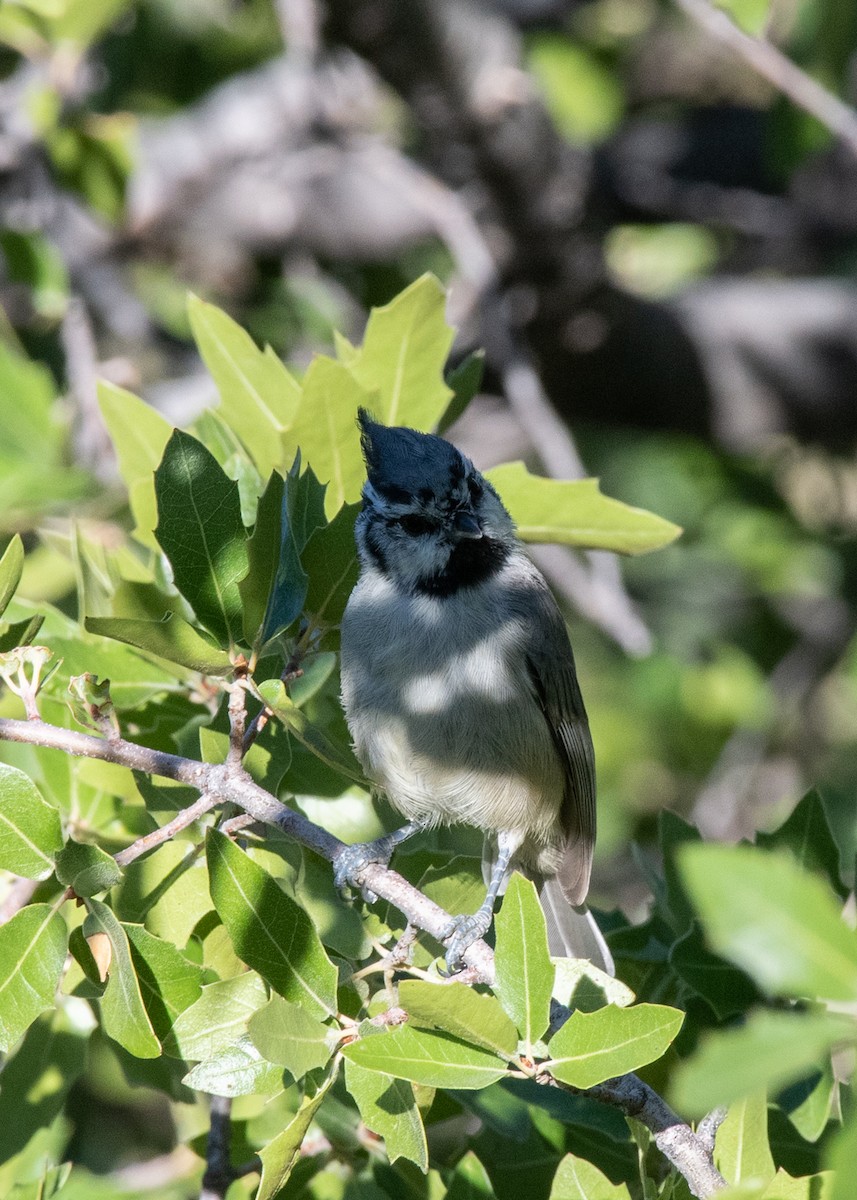 Bridled Titmouse - ML623964017