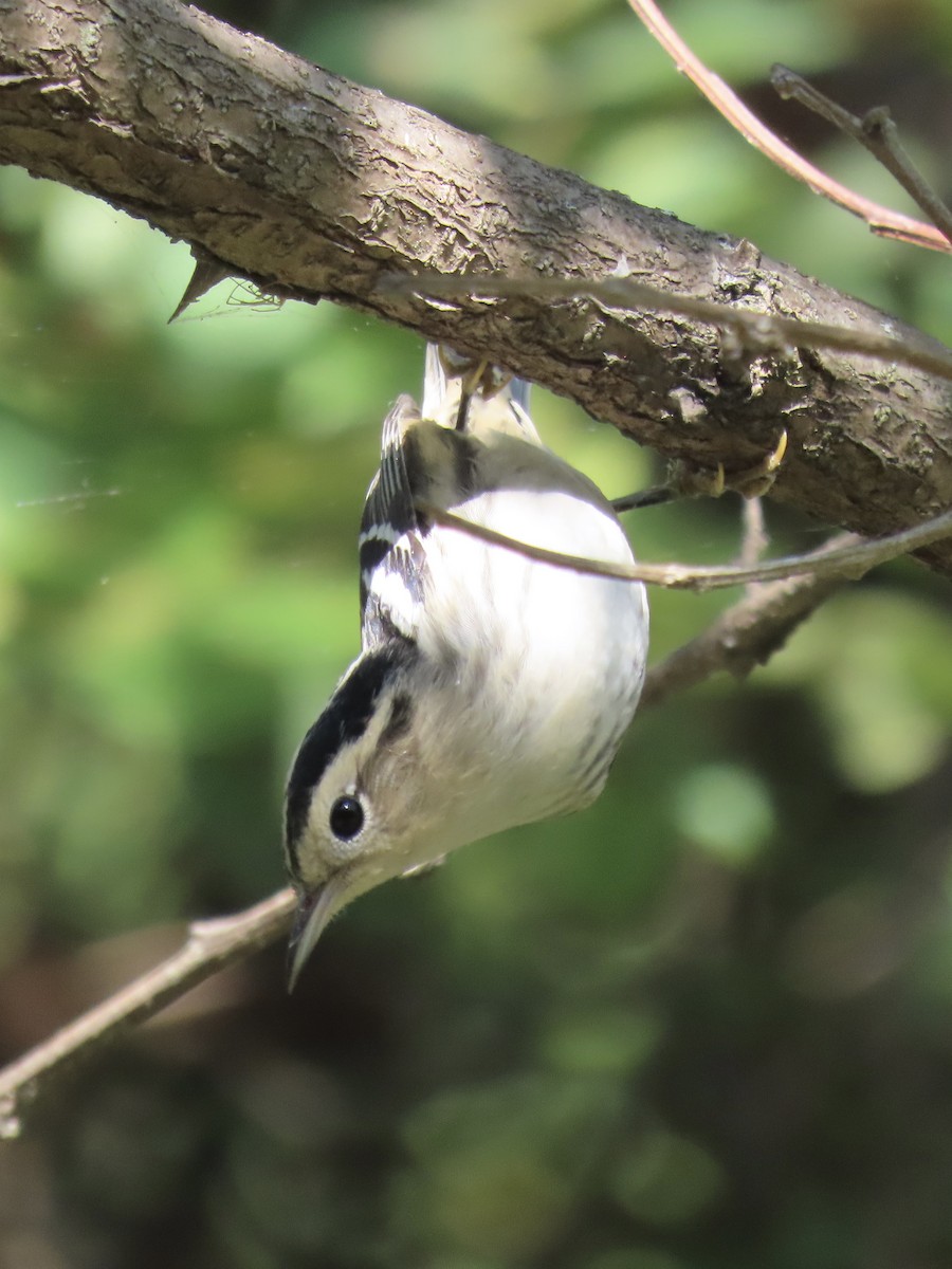 Black-and-white Warbler - Port of Baltimore