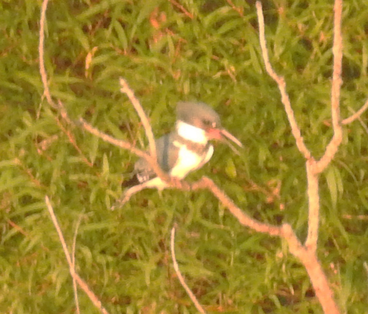 Belted Kingfisher - ML623964021