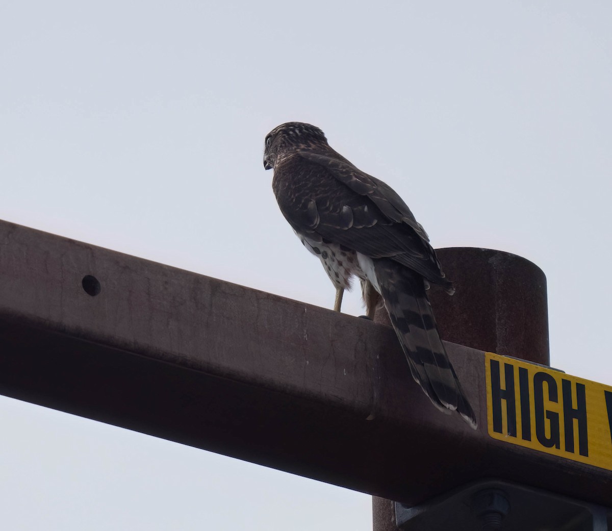 Cooper's Hawk - ML623964022