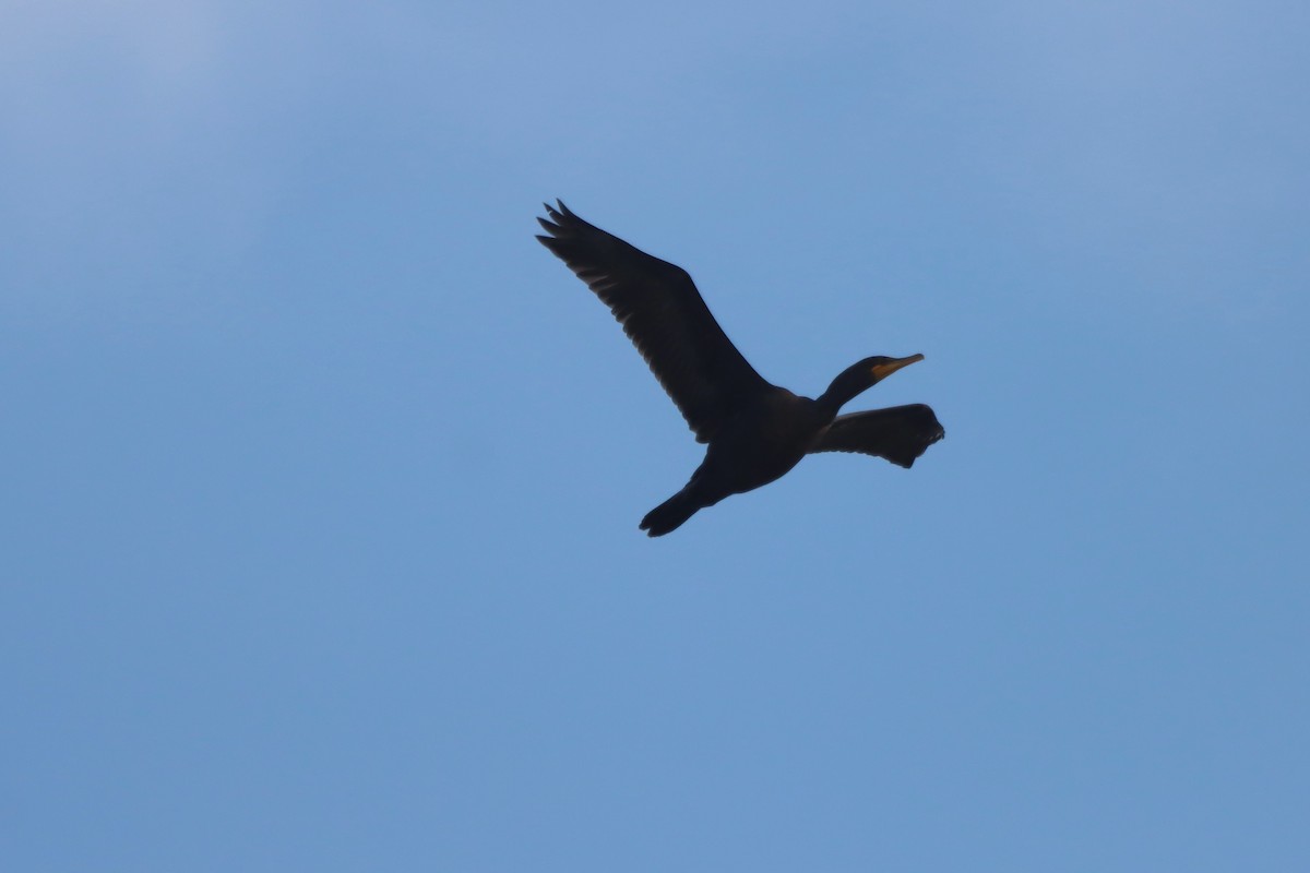 Double-crested Cormorant - ML623964023