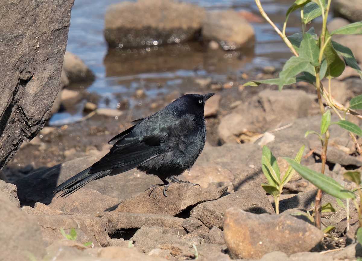 Brewer's Blackbird - ML623964026