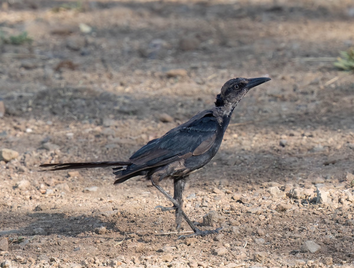 Great-tailed Grackle - ML623964028