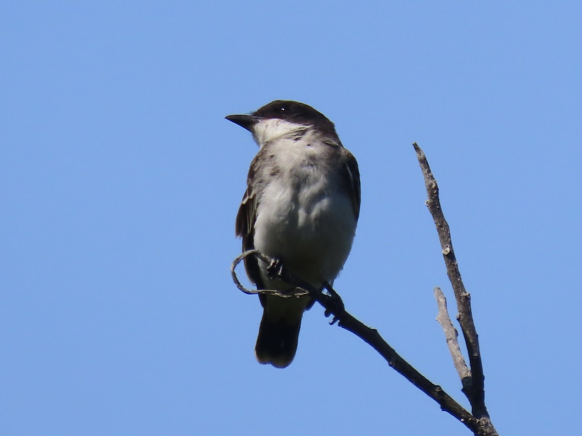 Eastern Kingbird - ML623964030