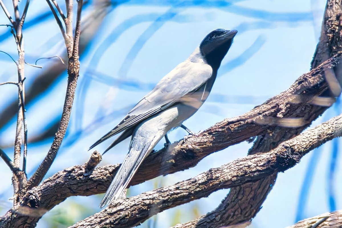 Black-faced Cuckooshrike - ML623964033