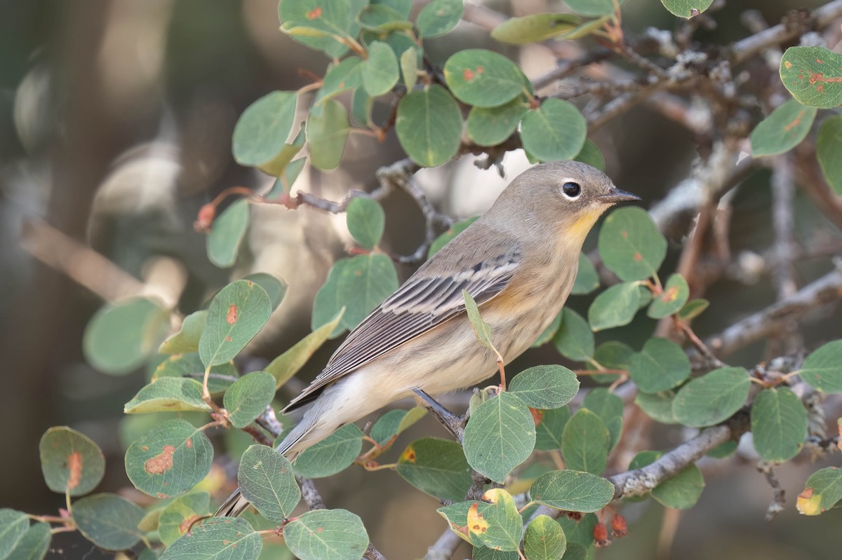 Yellow-rumped Warbler - ML623964034