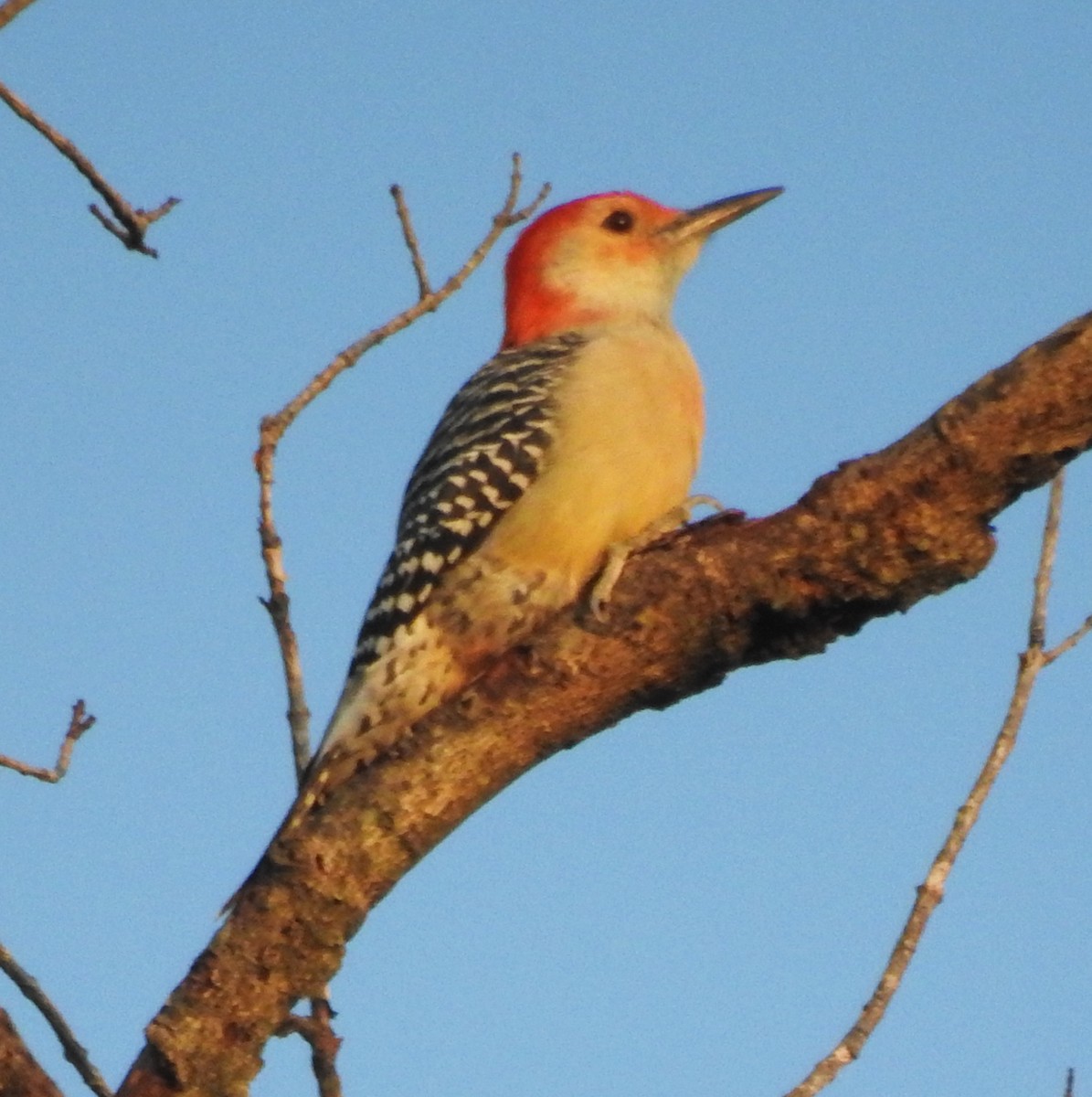 Red-bellied Woodpecker - ML623964035